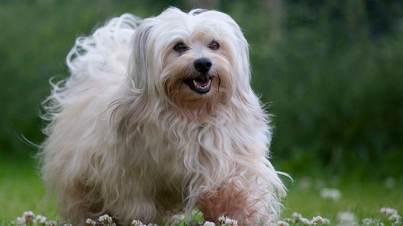 Havanese