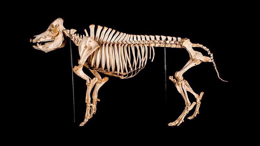 95% of People Can't Match Each of These Animals to Their Skeleton! Can You?  | Zoo