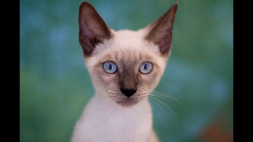 Siamese