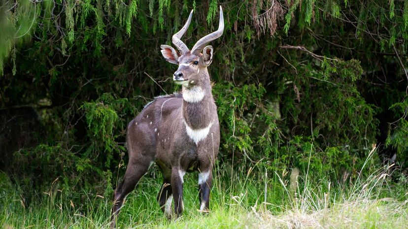 Mountain Nyala