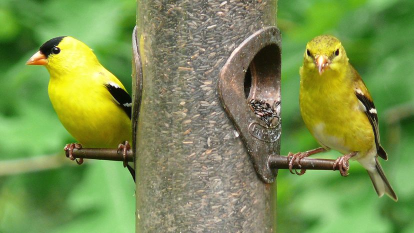 American Goldfinch