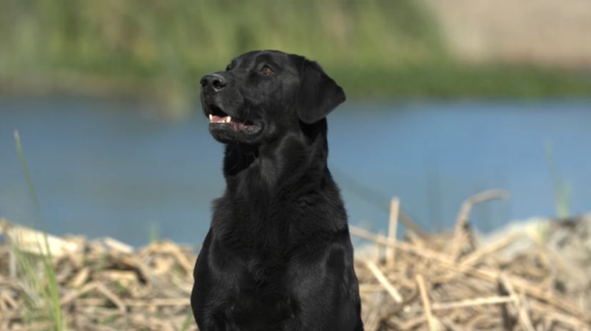 1 Labrador retriever