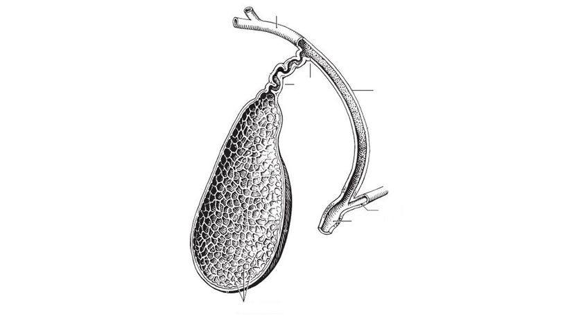 Gallbladder