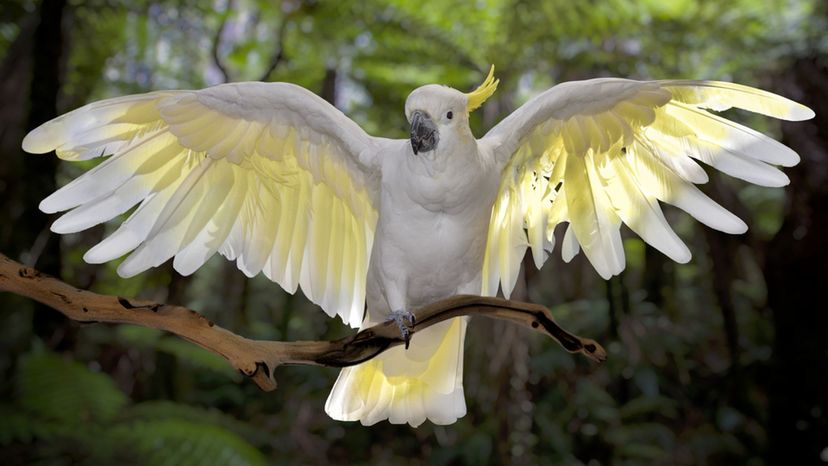 Cockatoo