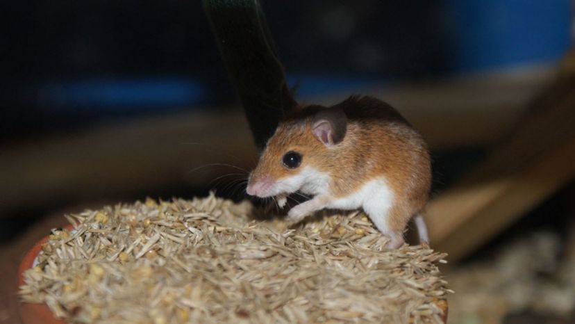 African Pygmy Mouse