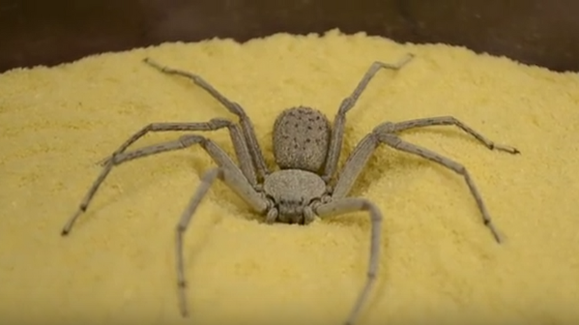 The Six-Eyed Sand Spider