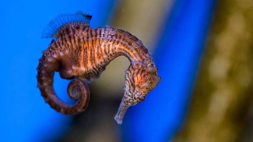 Seahorse