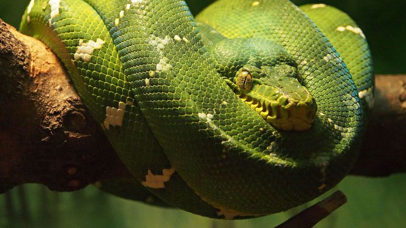 Emerald tree boa