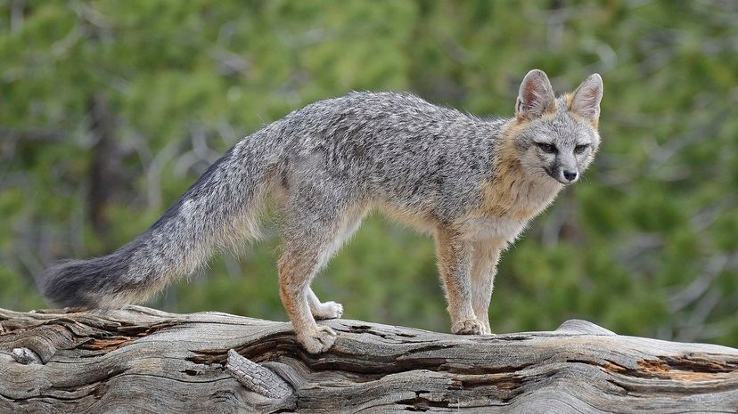 Gray Fox