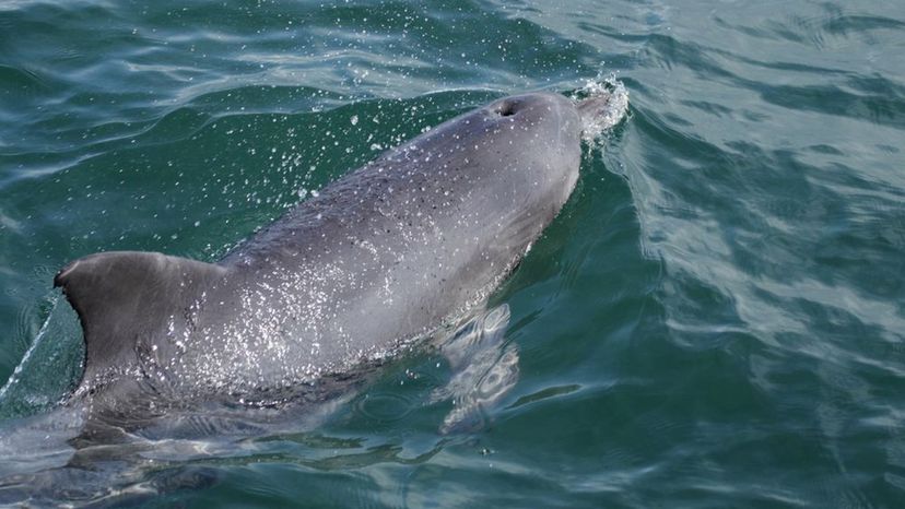 chinese white dolphin