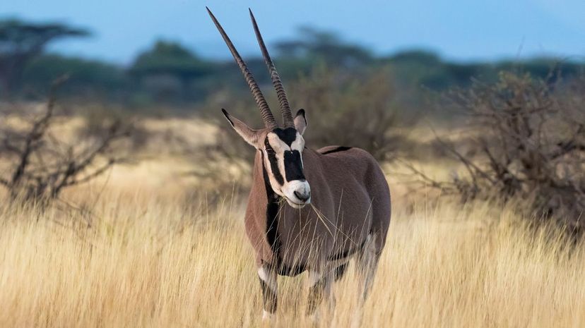 East African oryx