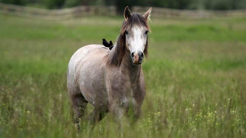 Horse and Birds