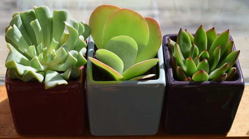 Succulent - house plant
