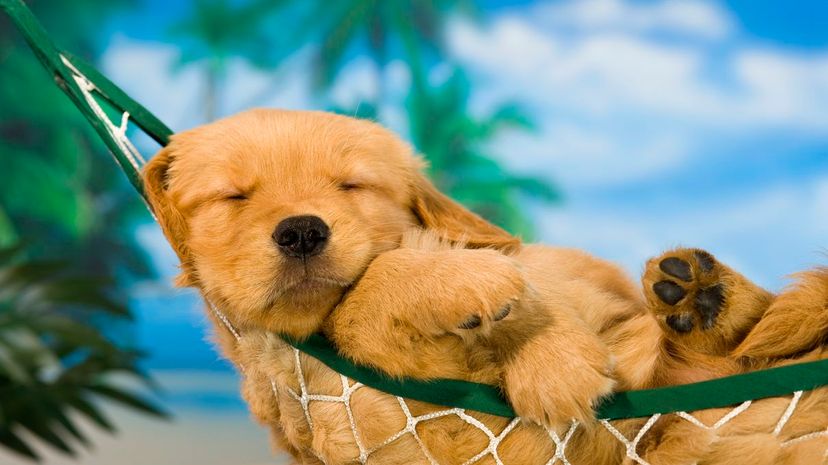 Puppy Dog napping