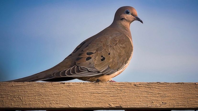 Mourning dove