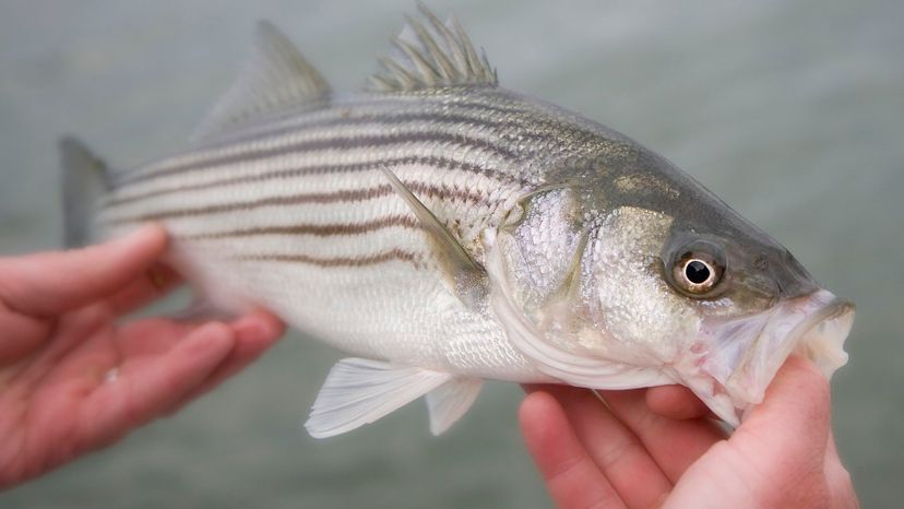 STRIPED BASS