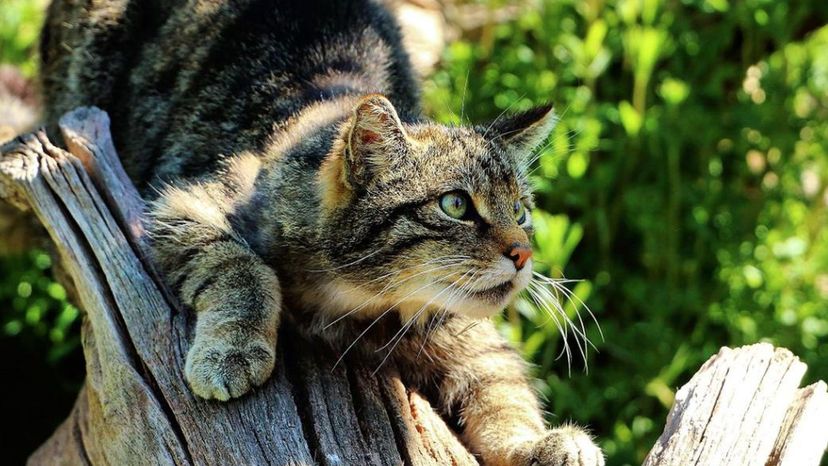 Scottish Wildcat