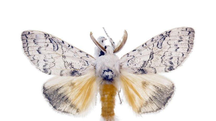 Gypsy Moth