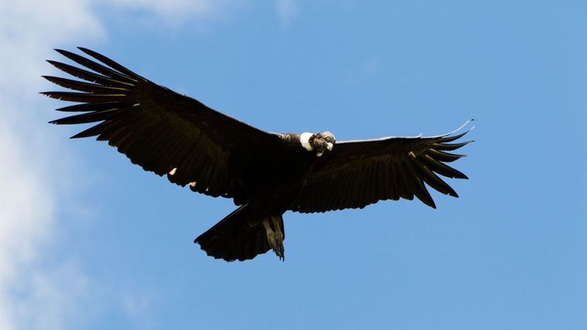 Andes Condor