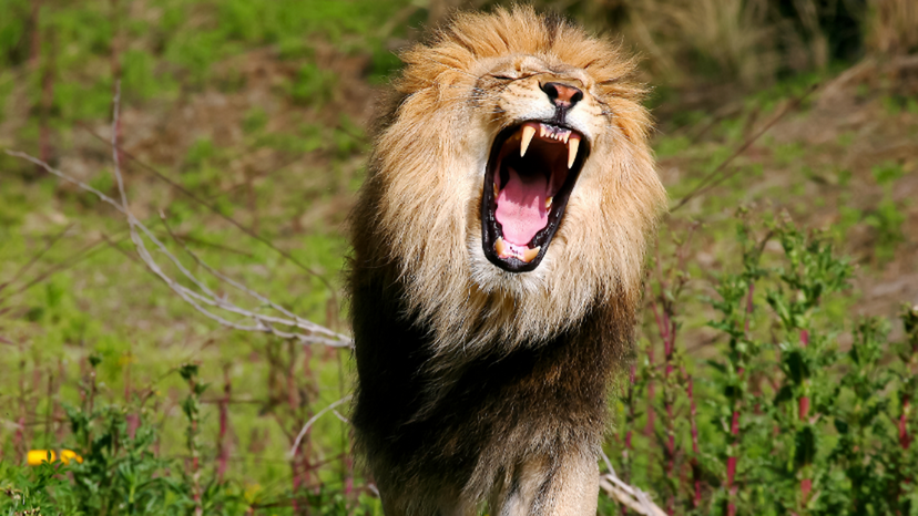 What Fierce Animal Describes You When You're Angry?