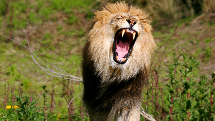 what-fierce-animal-describes-you-when-you-re-angry-howstuffworks