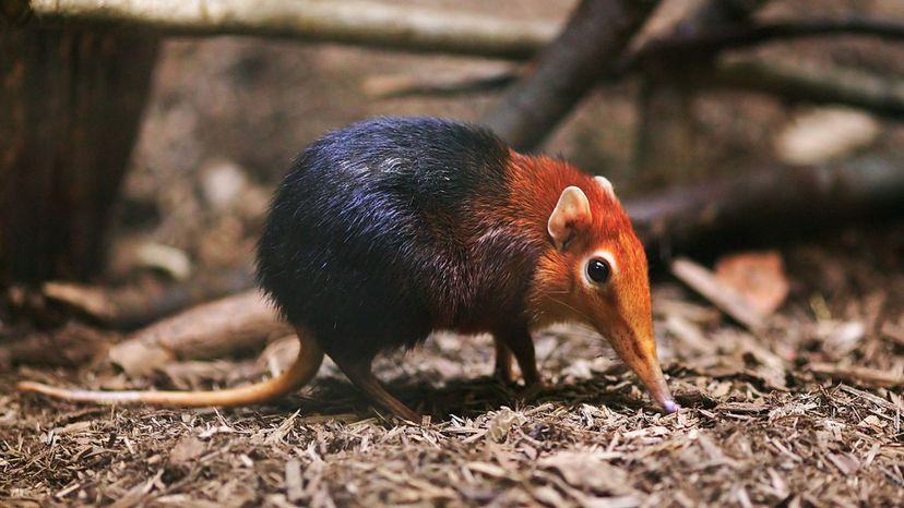 Elephant Shrew
