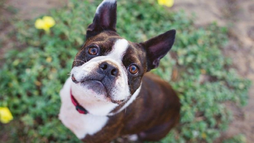 Boston Terrier