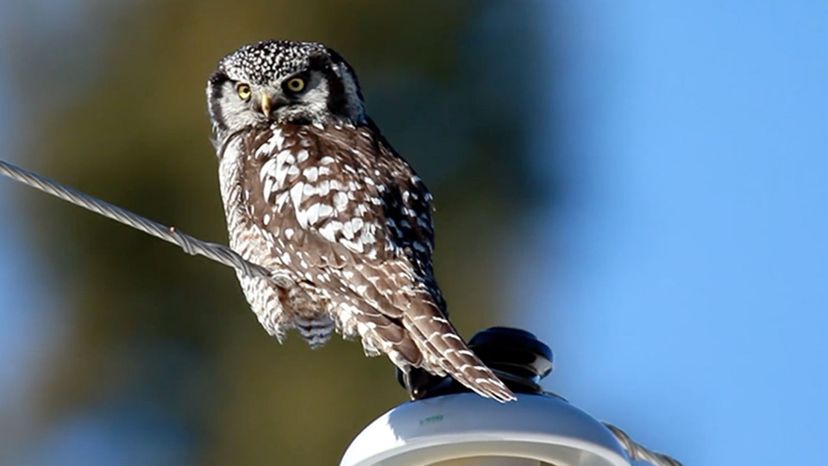 Northern Hawk Owl