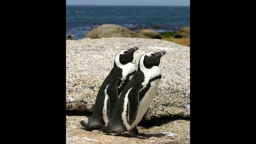#39 African Penguins