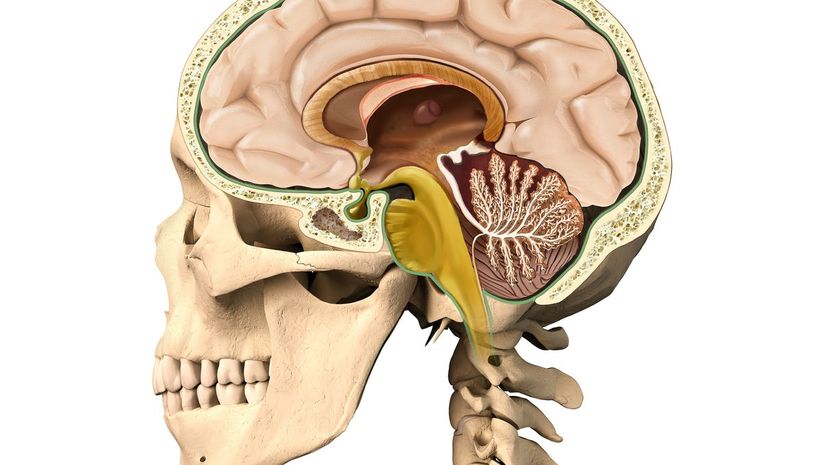 11-Pineal gland