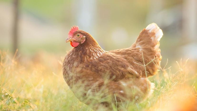 Chicken