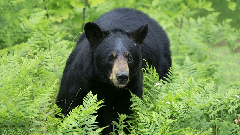 Is Your Spirit a Crocodile, a Tiger, or a Black Bear?