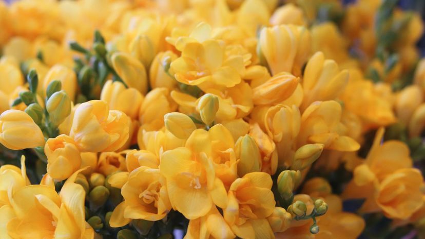Freesia
