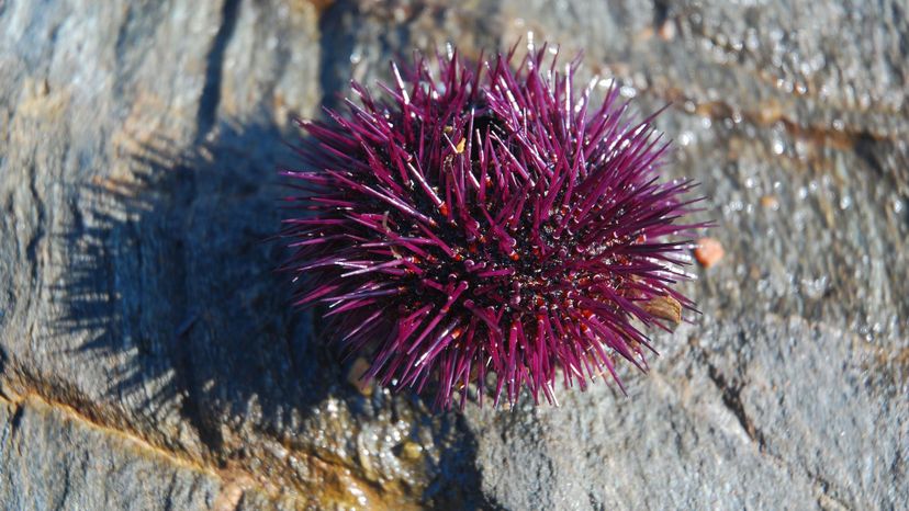 Sea Urchin Do You Know Which Phylum These Animals Belong To 28