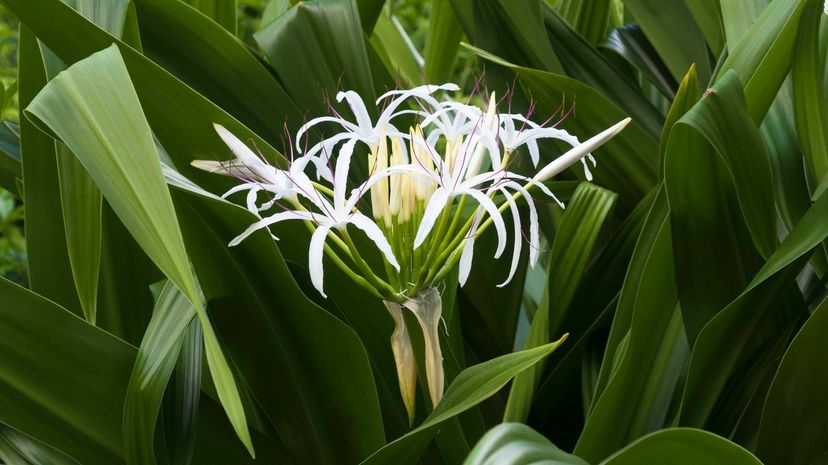 Grand crinum lily