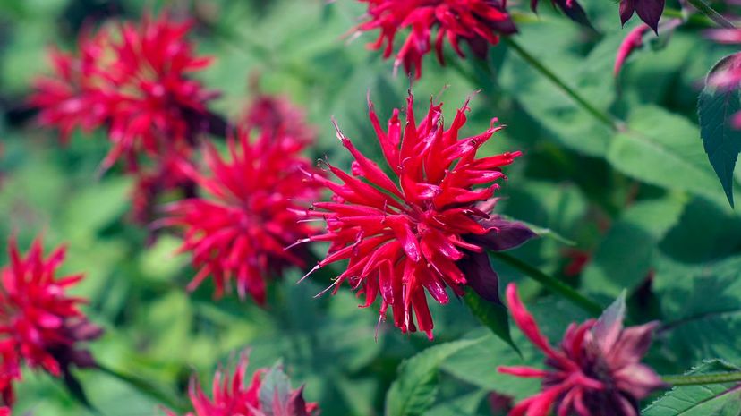 Bee balm