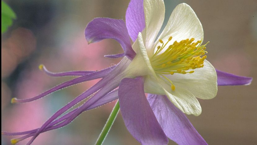 Rocky Mountain columbine