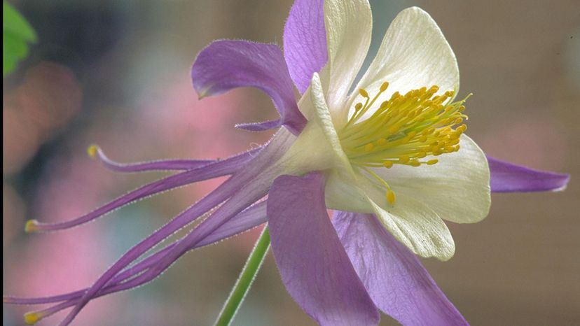 Rocky Mountain columbine