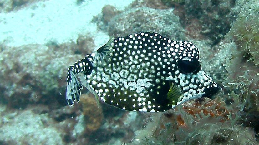 Smooth trunkfish