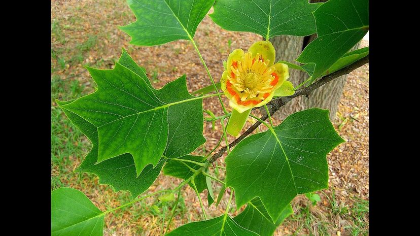 Tulip tree