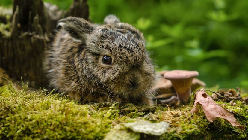 Leveret (Hare)