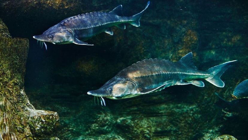 Russian sturgeon