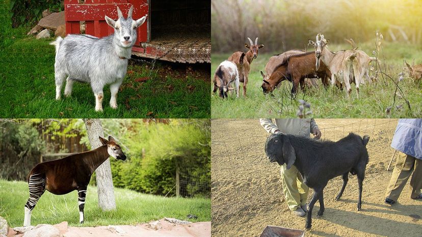 beetal, alpine goat, pygmy goat, okapi
