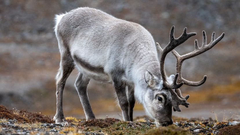 Reindeer