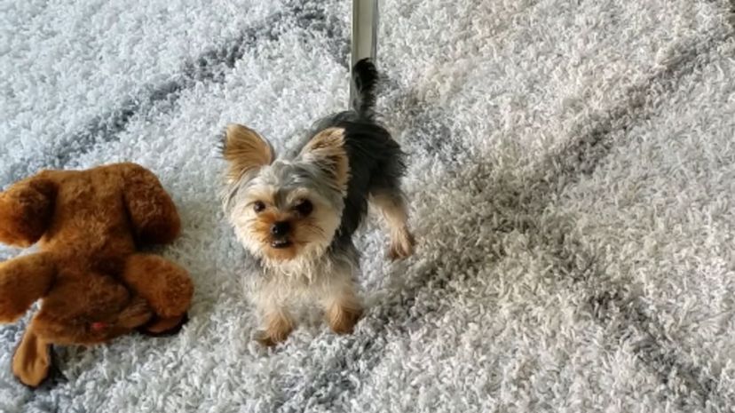 20 Yorkshire Terrier