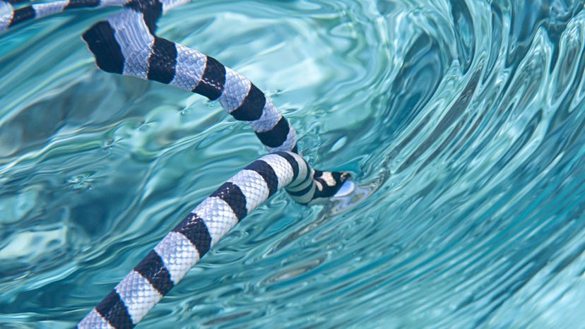 Belcher's Sea Snake