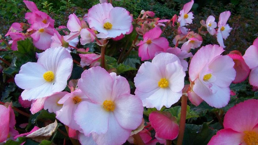 Begonia