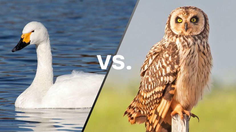 Swan vs Owl