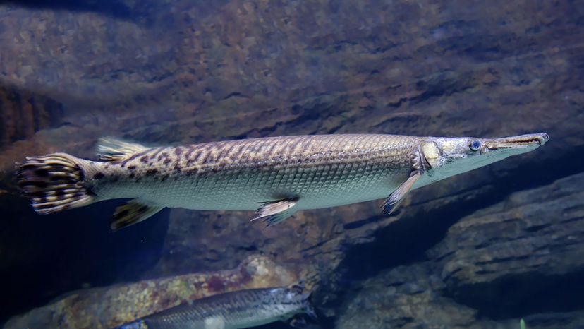 Gar