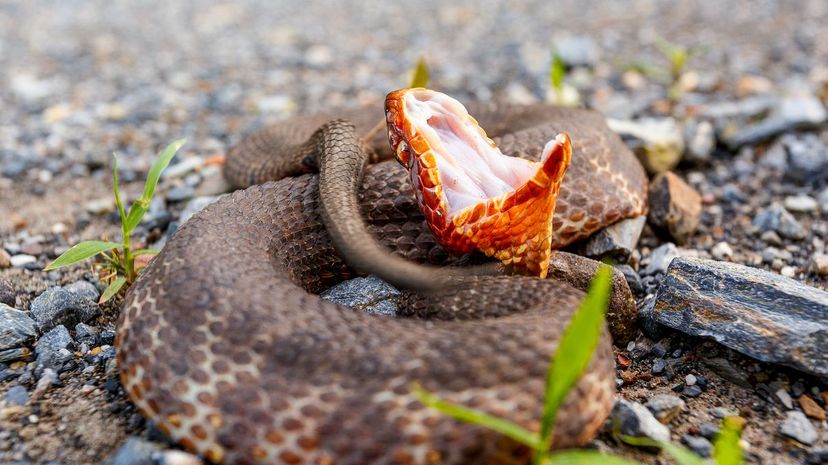 3-Cottonmouth